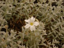 2013-08-18_Regina-F-Rau_Schachen_Blumen  (073).JPG